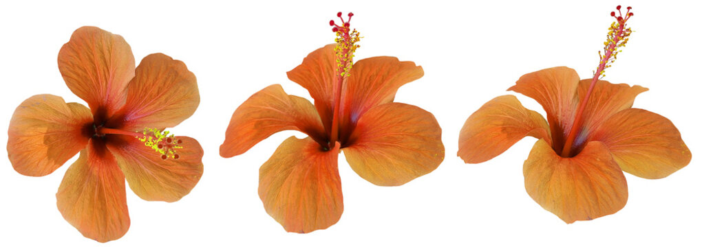 Orange hibiscus flower isolated on transparent background