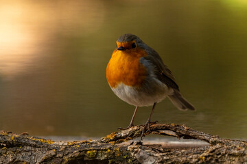 pean Robin (Erithacus rubecula) perched on a rock - stock photo
