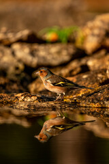 Hawfinch (Coccothraustes coccothraustes) in a pond, Spain - stock photo
