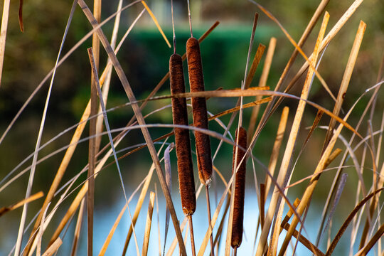 A close-up of the Bulrush plants in winter growing at Iremongers Pond in Nottingham, UK.