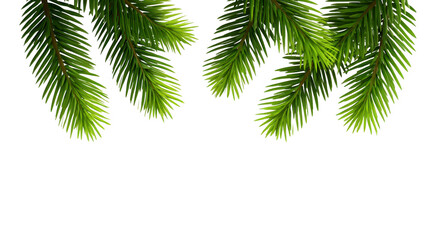 Obraz premium Green pine branch, evergreen needle, natural foliage, isolated on transparent background, realistic botanical element, fresh and vibrant, perfect for holiday or seasonal design