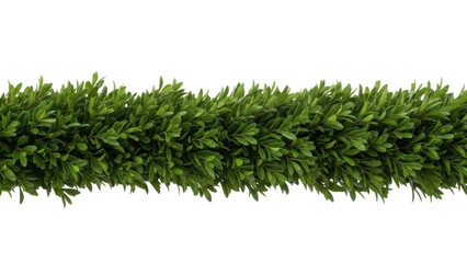 Isolated garland of boxwood leaves for holiday designs, decoration, garden, and landscaping © Elowen