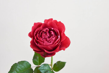 Fototapeta premium 赤いばら