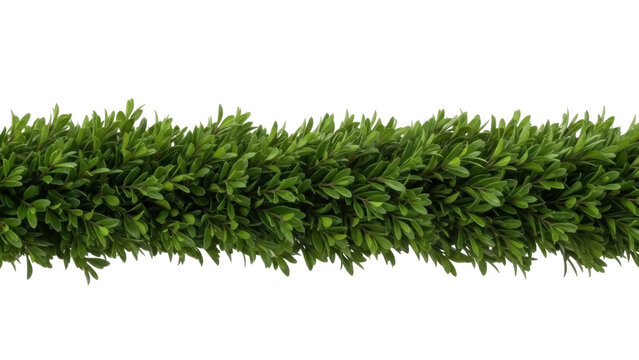 Isolated garland of boxwood leaves for holiday designs, decoration, garden, and landscaping