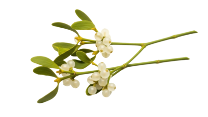 Isolated holiday mistletoe sprig, European plant with berries, Christmas decoration item