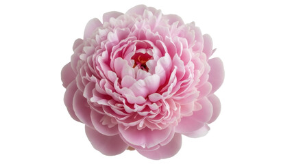 Isolated vibrant peony blossom, delicate pale pink petals, lush floral beauty, romantic nature