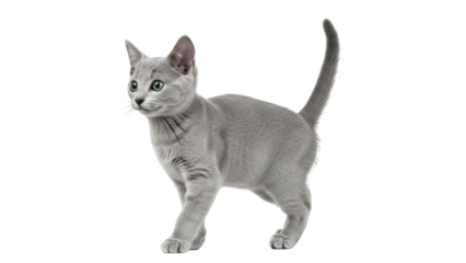 Isolated Russian Blue cat standing alert in a studio shot, looking sideways, tail upright