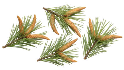 Isolated pine tree branches with green needles and young cones for seasonal designs