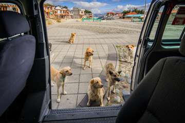 View of a pack of dogs curiously gathers around an open vehicle door on a paved square in a quaint town, Quilotoa lake, Cotopaxi province, Ecuador.