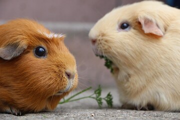 Two lovely Dutch pigs
