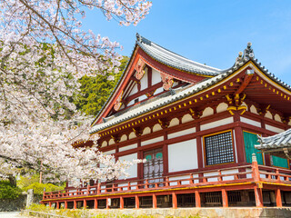 【奈良県】大和郡山市 矢田寺(金剛山寺) (2025/04/09撮影)