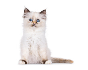 Fototapeta premium Pretty tortie Sacred Birman cat kitten, sitting up facing front. Looking straight to camera with breed specific blue eyes. Isolated on a white background.