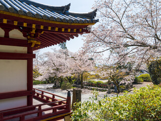 【奈良県】大和郡山市 矢田寺(金剛山寺) (2025/04/09撮影)