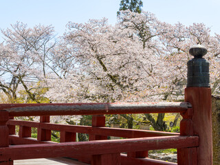 【奈良県】大和郡山市 矢田寺(金剛山寺) (2025/04/09撮影)