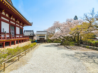 【奈良県】大和郡山市 矢田寺(金剛山寺) (2025/04/09撮影)