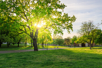 Large tree is in the middle of a park with a path leading to it