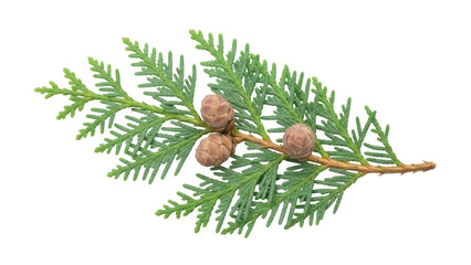 Isolated Eastern arborvitae twig, evergreen tree foliage with small cones, nature closeup