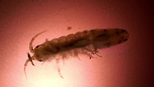 Marine shrimp bug on a microscope glass