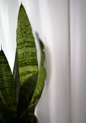 green leaves on a window sill