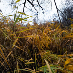 Fototapeta premium Autumn Reed Thicket and Wild Grass in Wetland, Yellow and Green Foliage, Natural Marsh Landscape in Late Fall