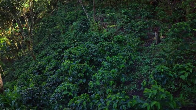 A slow reverse flight unveils layers of coffee trees, each shade of green forming natural patterns across the hillside. A close view celebrating the richness and beauty of a thriving coffee plantation