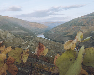 View Sunkissed Terraced Vineyards Cascade