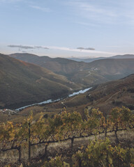 View Terraced Vineyards Cascade Down