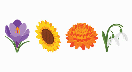 Simple vector illustration collection of vibrant spring summer flowers Crocus Sunflower Chrysanthemum Snowdrop Blossom Isolated