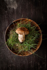 Porcini mushroom
