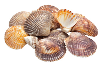 Assortment of textured seashells featuring vibrant orange and brown patterns piled together on transparent background