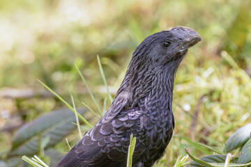 Smooth-billed ani searching for bugs on a grass field, in a farm in the eastern Andean mountains of central Colombia, near the Iguaque natural reserve.