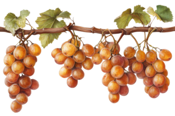 Beautifully rendered watercolor illustration of amber grapes hanging from a vine with green leaves on transparent background