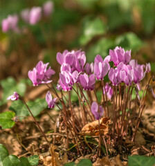 Cyclamens printaniers dans le jardin de la propri&eacute;t&eacute; de George Sand &agrave; Nohant, Indre, France