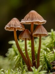Fototapeta premium Small Brown Mushrooms Growing on Green Moss in Forest