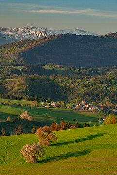 Aerial view of rolling green hills speckled with trees bask in the warm glow of sunlight, contrasting with the distant snow-capped mountains, Povraznik, Banska Bystrica Region, Slovakia.
