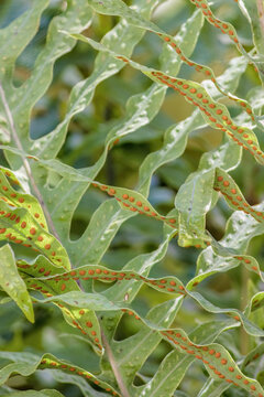 Close-up view of the fronds and the sorus of the blue rabbit's foot fern, in the garden of a farm in the eastern Andean mountains of central Colombia, near the Iguaque natural reserve.