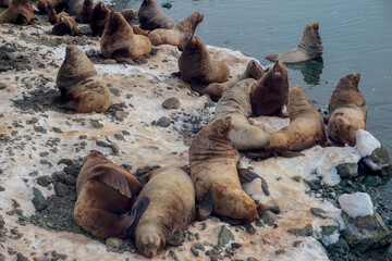 Fototapeta premium Wild Sea Lions of Petropavlovsk Kamchatsky Coast