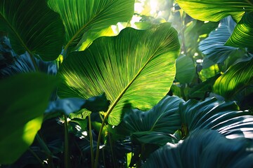 green leaves in the sun