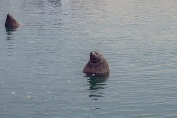 Fototapeta premium Wild Sea Lions of Petropavlovsk Kamchatsky Coast