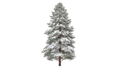 Isolated evergreen tree covered in snow, Christmas season, winter landscape, outdoor nature