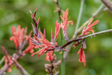 Indian shot flowers after the rain illuminated by the light of the morning, in the garden of a fam in the eastern Andean mountains of central Colombia, near the Iguaque natural reserve.