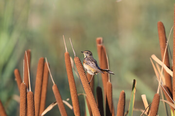 A young and wet bluethroat (Luscinia svecica) poses for a photograph while sitting on a reed