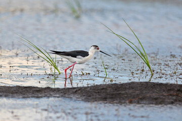 A female and male black-winged stilt (Himantopus himantopus) photographed during the breeding season near and on the nest