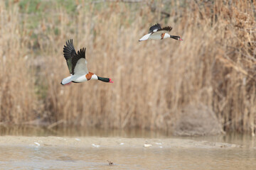 A male and female common shelduck (Tadorna tadorna) photographed in flight against a backdrop of blurred reeds