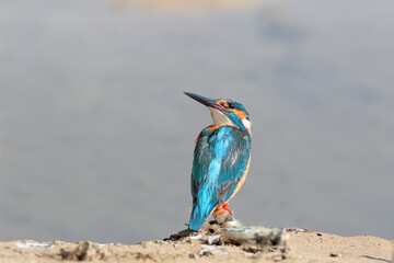 A close-up of a male common kingfisher (Alcedo atthis) sitting on a sandy bank with prey and posing