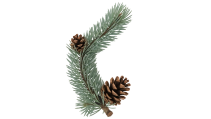 Isolated sprig of blue spruce with two cones, a Christmas decoration, natural element