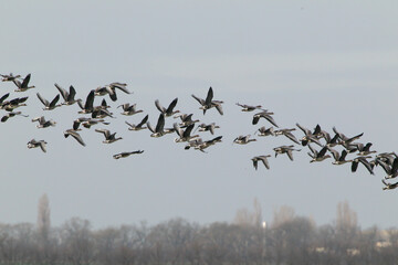 A large flock of migratory greater white-fronted goose (Anser albifrons) filmed on a green grass field and in flight