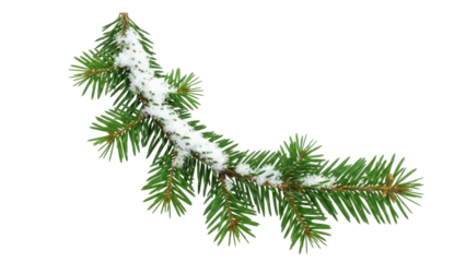 Isolated Evergreen Branch with Snowflakes for Winter Holiday Decorations and Greetings Design