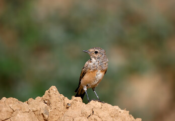 A young common redstart (Phoenicurus phoenicurus) is photographed close-up standing on a clay mound.
