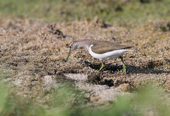 A close-up shot of an adult common sandpiper (Actitis hypoleucos) walking along the shore in search of food.